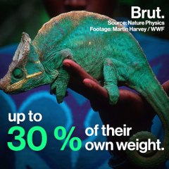 How do chameleons hunt?