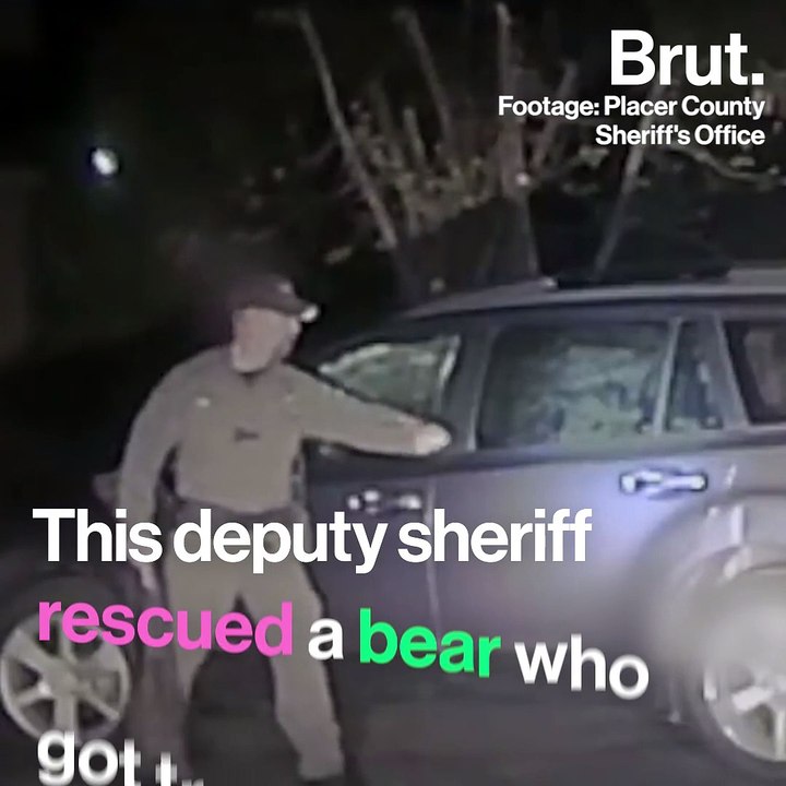 Hungry Black Bear Rescue