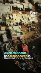 The life story of Kaavan the elephant