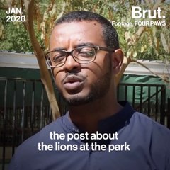 NGO Four Paws rescues hungry lions in Sudan