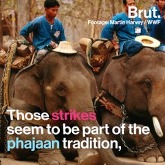 What lies behind elephant training in Thailand