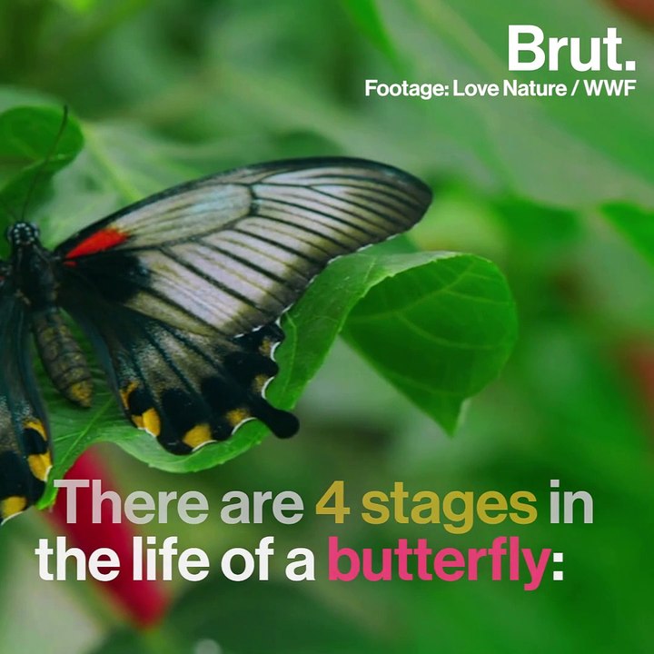 How caterpillars transform into butterflies