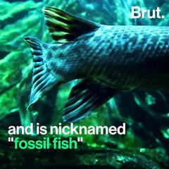 The alligator gar population is declining