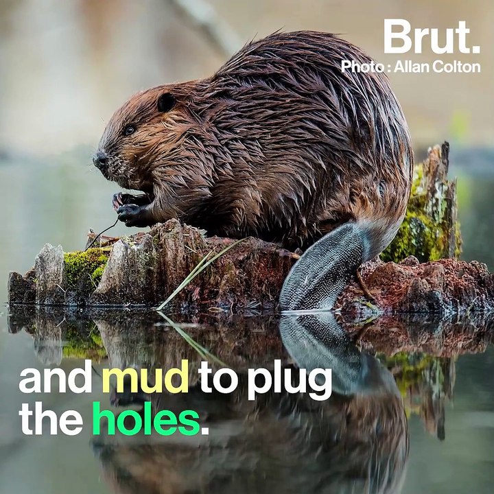 Beavers are some of the few mammals that alter their natural environment