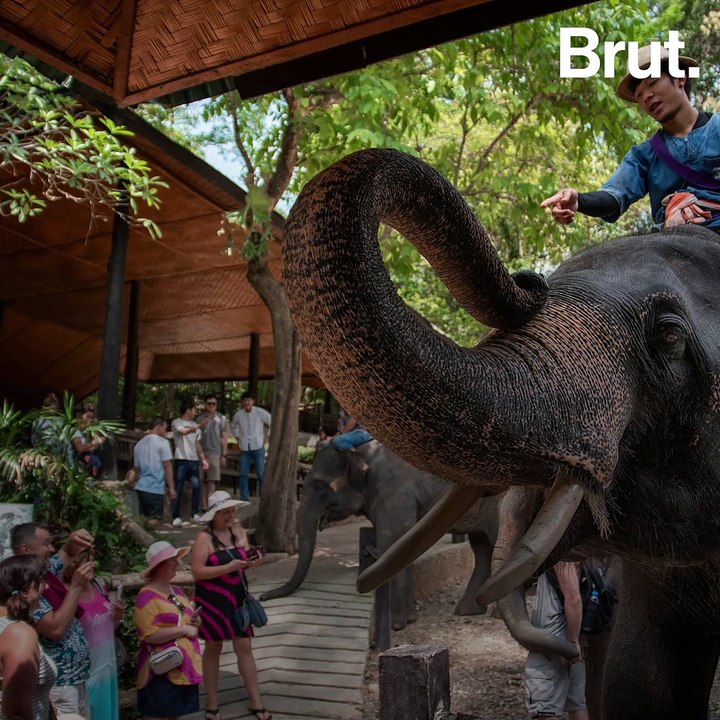 Thailand : elephants are mistreated to keep tourists entertained