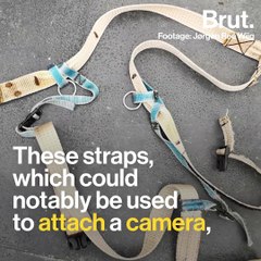 Whale playing rugby goes viral