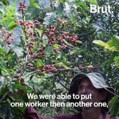 Puerto Rican Farmers Struggle To Rebuild