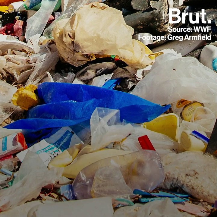 WWF: "No Plastic in Nature" guide