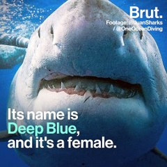 A huge pregnant female great white shark was spotted near Hawaii