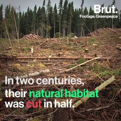 Woodland caribou could go extinct