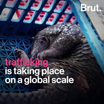 Pangolins under threat as illegal trafficking grows
