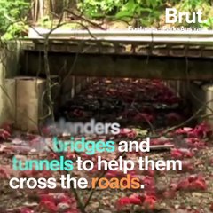 Red crabs are threatened by crazy ants