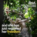 This female orangutan has just regained her freedom