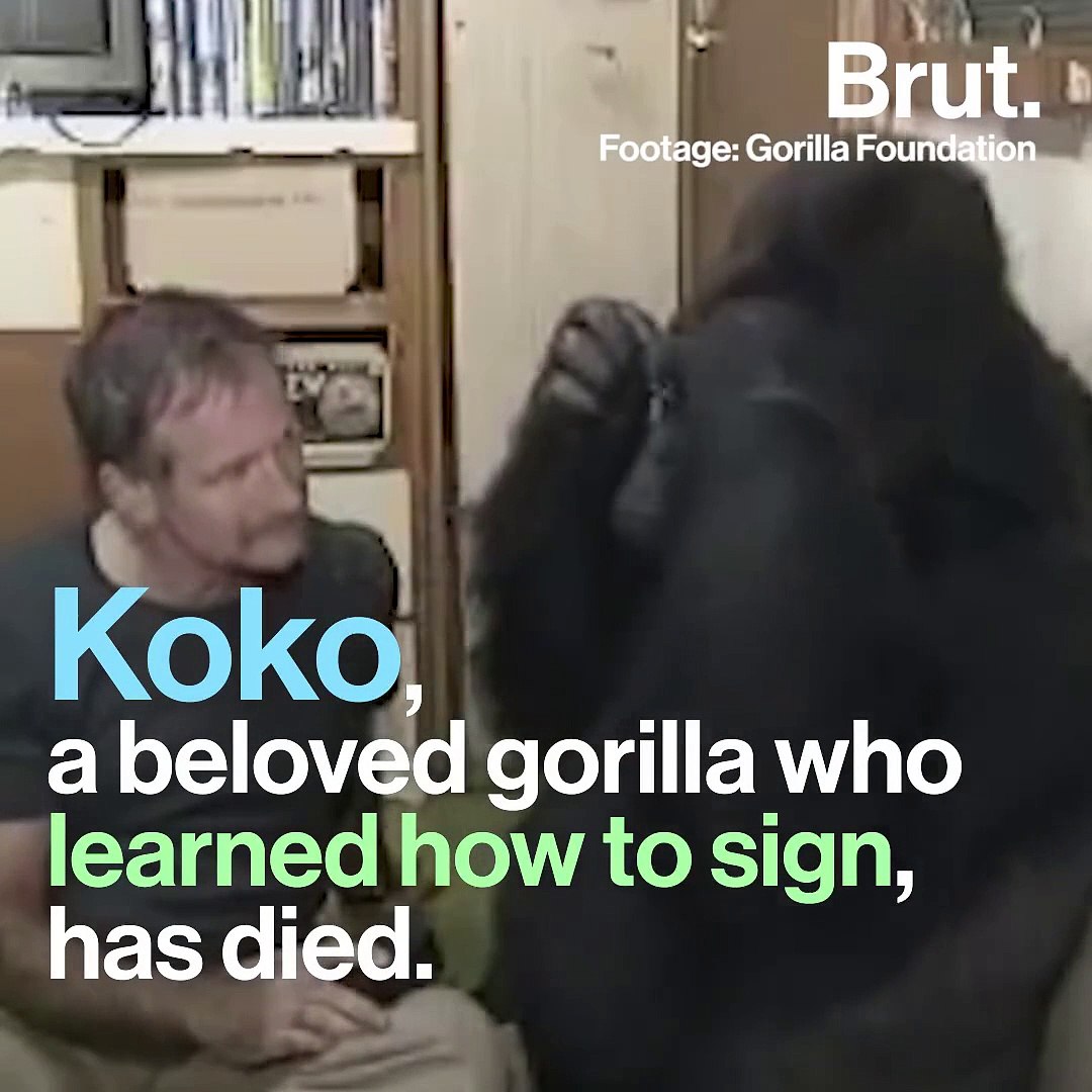 How Robin Williams Befriended Koko the Gorilla