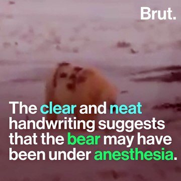 Polar-bear spray-painted with strange graffiti in Russia