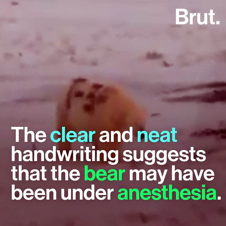 Polar-bear spray-painted with strange graffiti in Russia