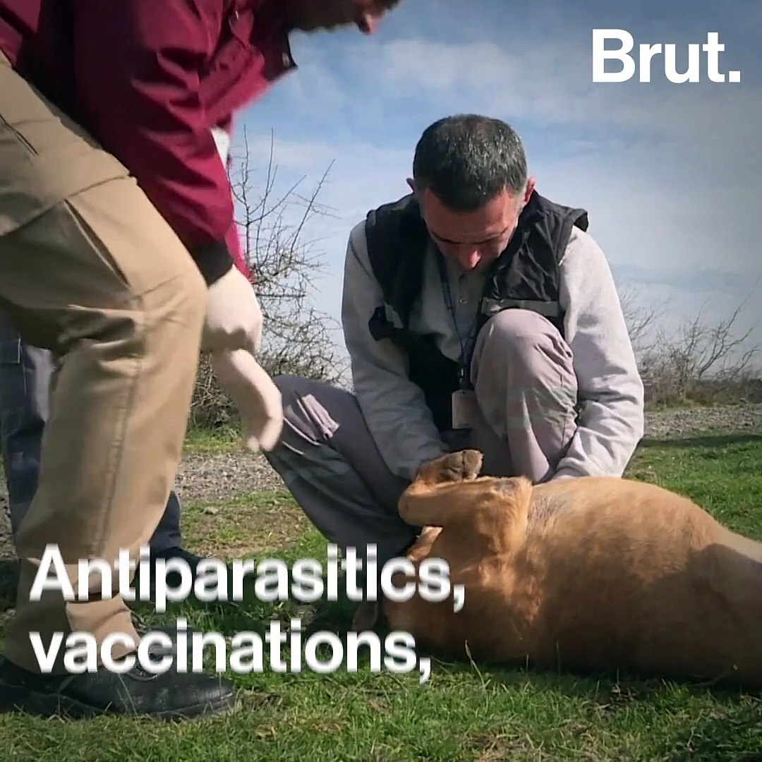 ⁣Veterinary bus saves stray animals in Istanbul