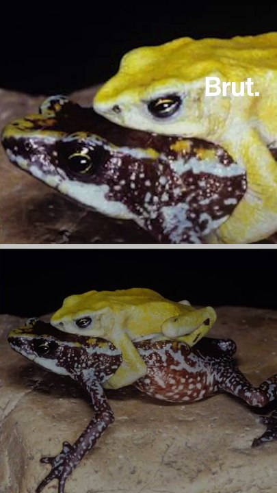 31 species are extinct, and thousands more endangered