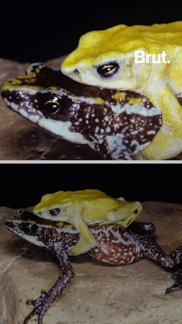 ⁣31 species are extinct, and thousands more endangered