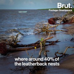 Greenpeace is trying to save endangered leatherback turtles