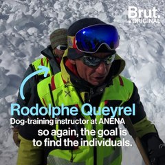 How avalanche rescue dogs are trained