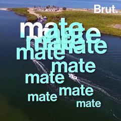 3000 gray whales are heading to the lagoon of Mexico