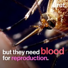 Why do mosquitoes bite?