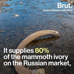 Russia: new gold rush for mammoth ivory