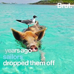 An island in the Bahamas is populated by wild pigs