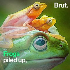 The dirty tricks that lie behind wildlife photography