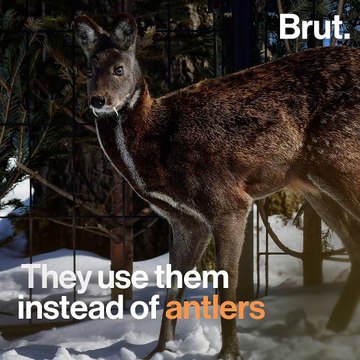 Musk deer are highly sought after by poachers