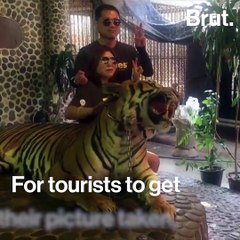 "Tiger selfies" cause outrage