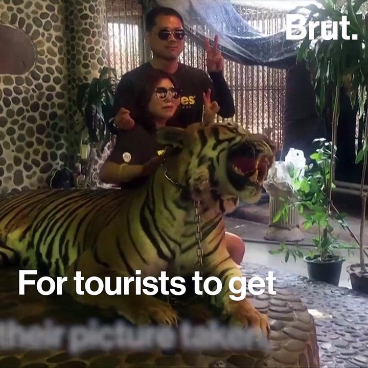 "Tiger selfies" cause outrage