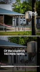 Meanwhile in the Netherlands: Dutch farms ordered to cull 10000 mink