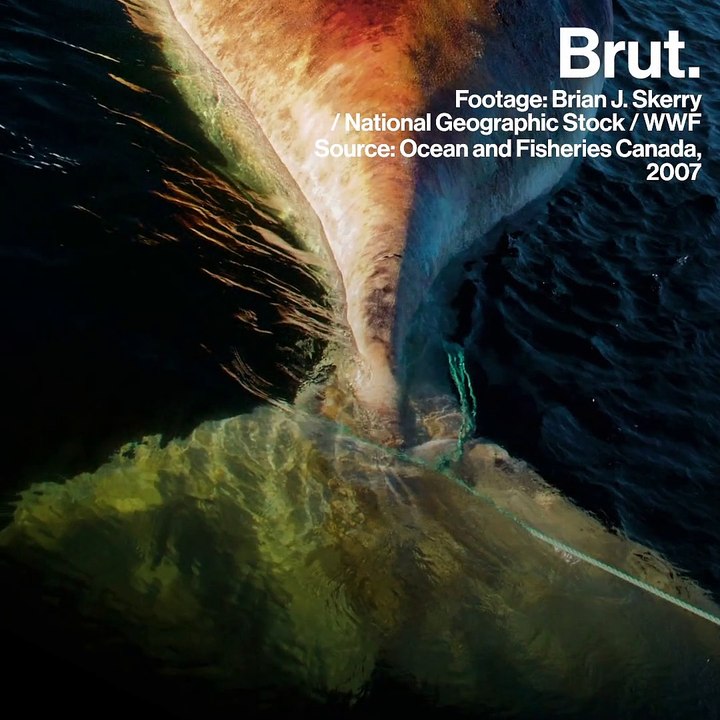 A ray of hope for North Atlantic right whales