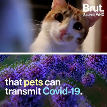 Pets are collateral victims of the Covid-19 pandemic