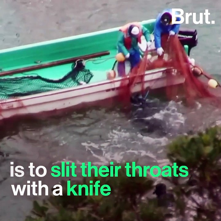 Activists widely condemn dolphin hunts in Japan