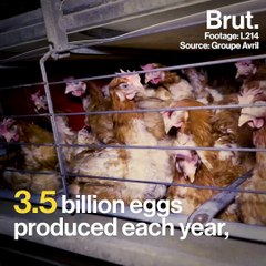 Organization L214 denounces caged breeding