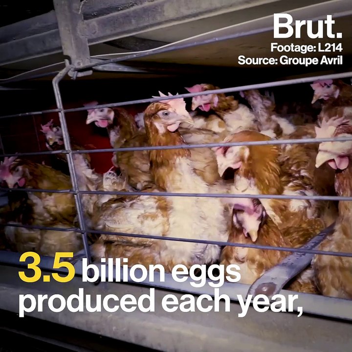Organization L214 denounces caged breeding