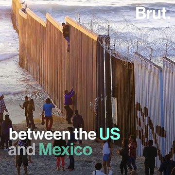 California: these elephant seals are taking advantage of the shutdown