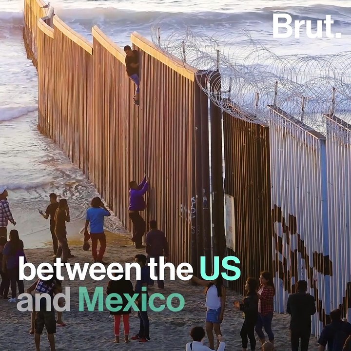 California: these elephant seals are taking advantage of the shutdown