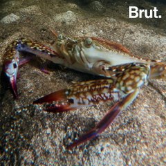 Blue crabs are a curse for Tunisian fishermen