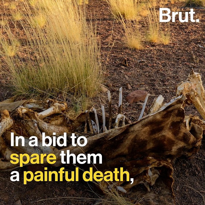 Drought forces Namibia to auction 1,000 wild animals