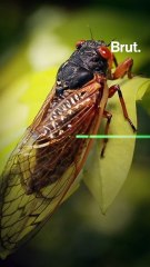After 17 years, the cicadas have arrived