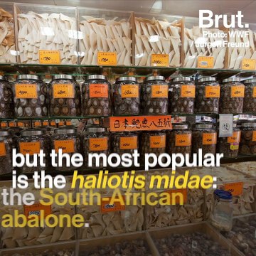 Abalone poaching in South Africa