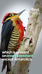 Why do green woodpeckers knock on wood ?