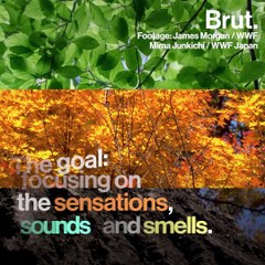 What if trees could improve our health?