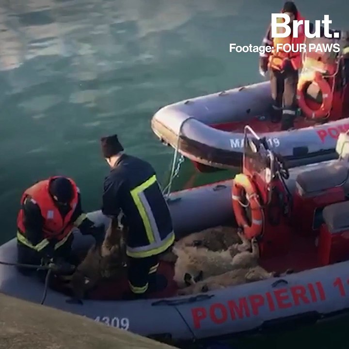 180 sheep were saved from this sinking ship