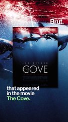 Japan: whale trapped for 3 weeks has died