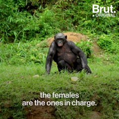 This sanctuary in DRC wants to save bonobos from extinction